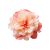 Peony