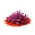 Saffron -6 copy