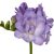 freesia