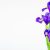 side view of dark purple color iris flowers isolated on white background with copy space