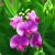 sweetpea